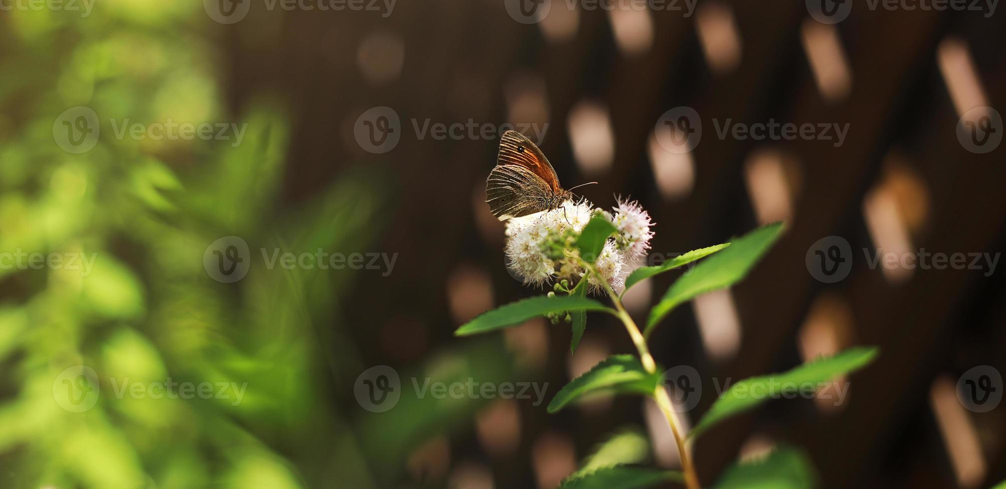 farfalla di pavone europea rossa. fiore di farfalla. la farfalla di pavone si siede su fiori bianchi in una giornata di sole. foto