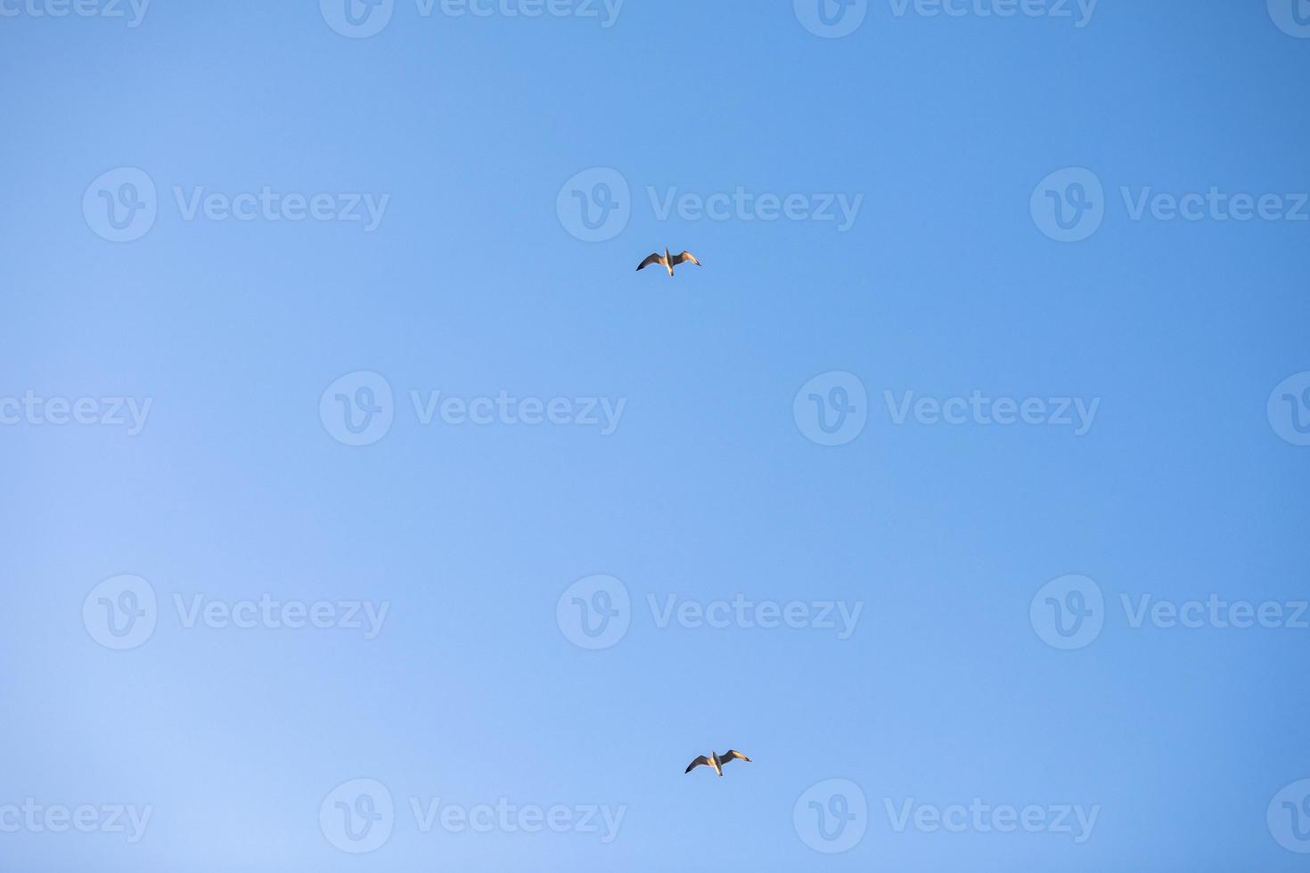 Due uccelli volante gabbiano isolato cielo simbolo di la libertà concetto. bianca gabbiano nel il cielo foto