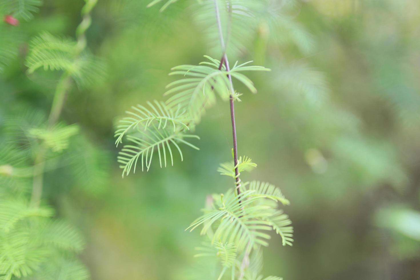 bellissimo fiore campo nel il giardino con sfocato sfondo foto