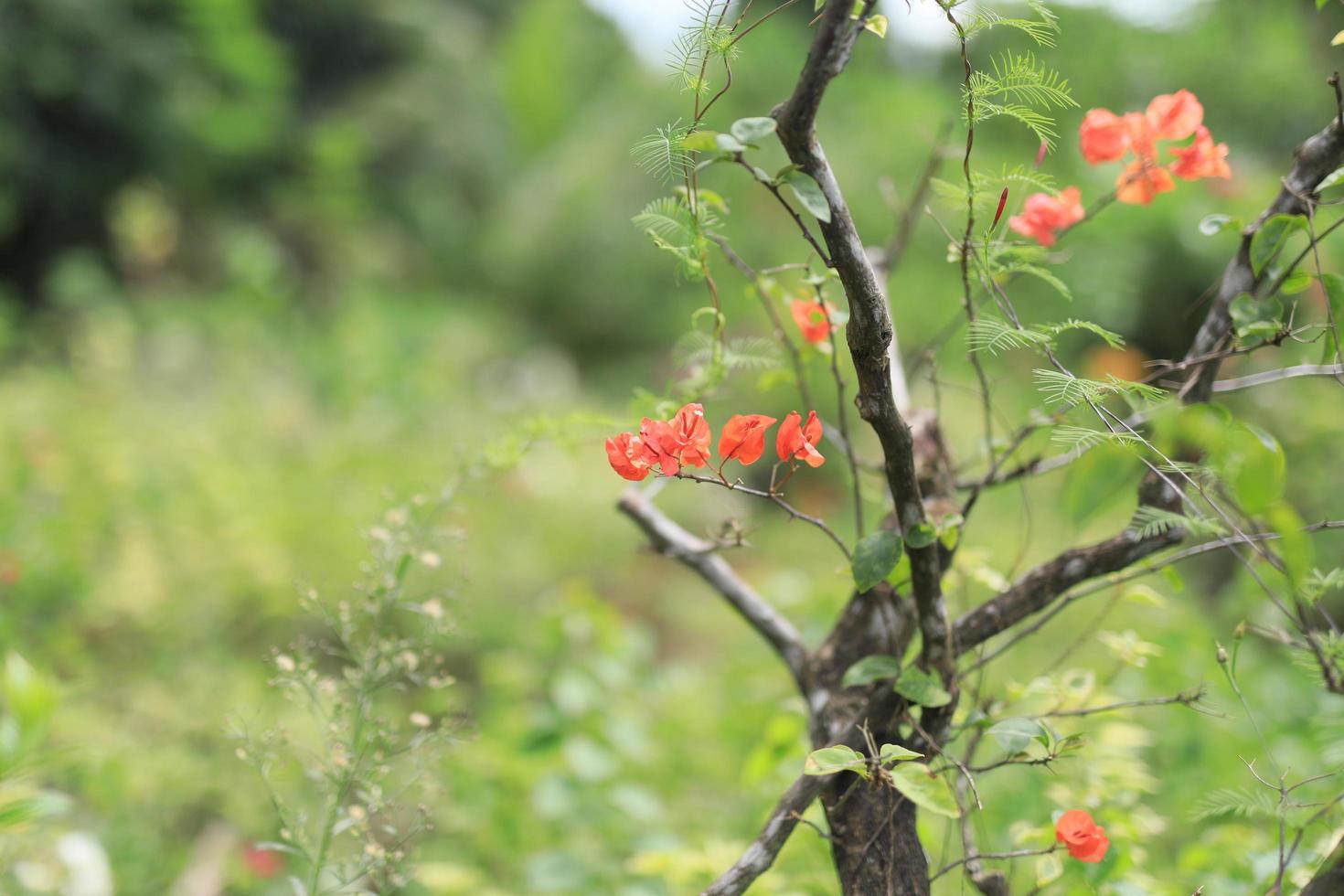 bellissimo fiore campo nel il giardino con sfocato sfondo foto