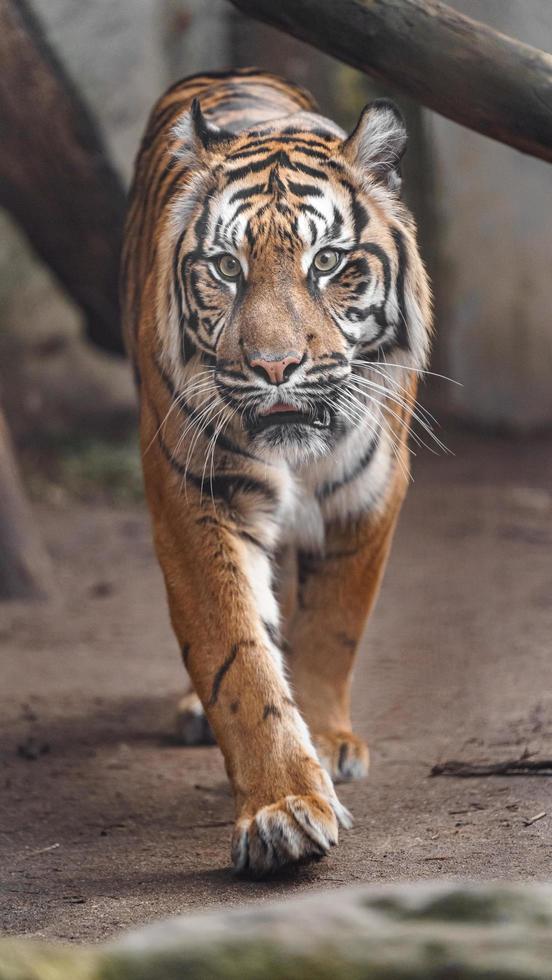 ritratto della tigre di Sumatra foto