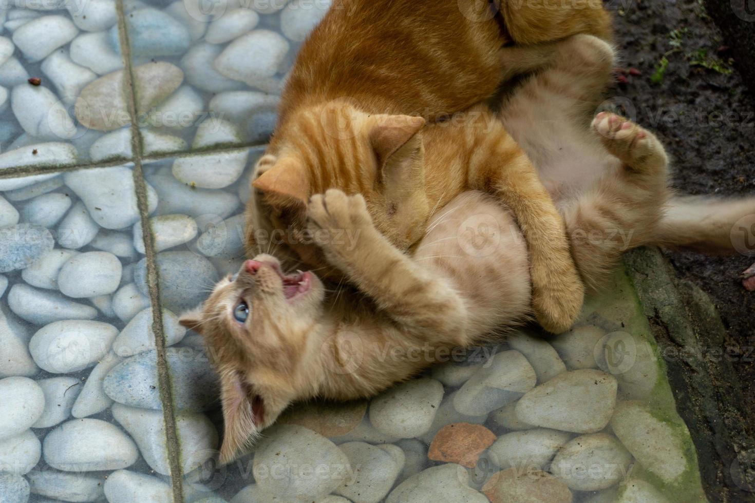 bianca e arancia gattino. Due diverso gatto giocando e in esecuzione all'aperto. foto