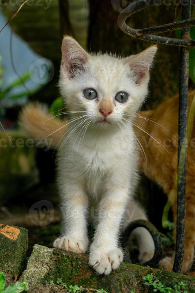 carino bianca gattino analizzare, cercare, guardare. bianca poco gatto giocando nel il giardino. foto