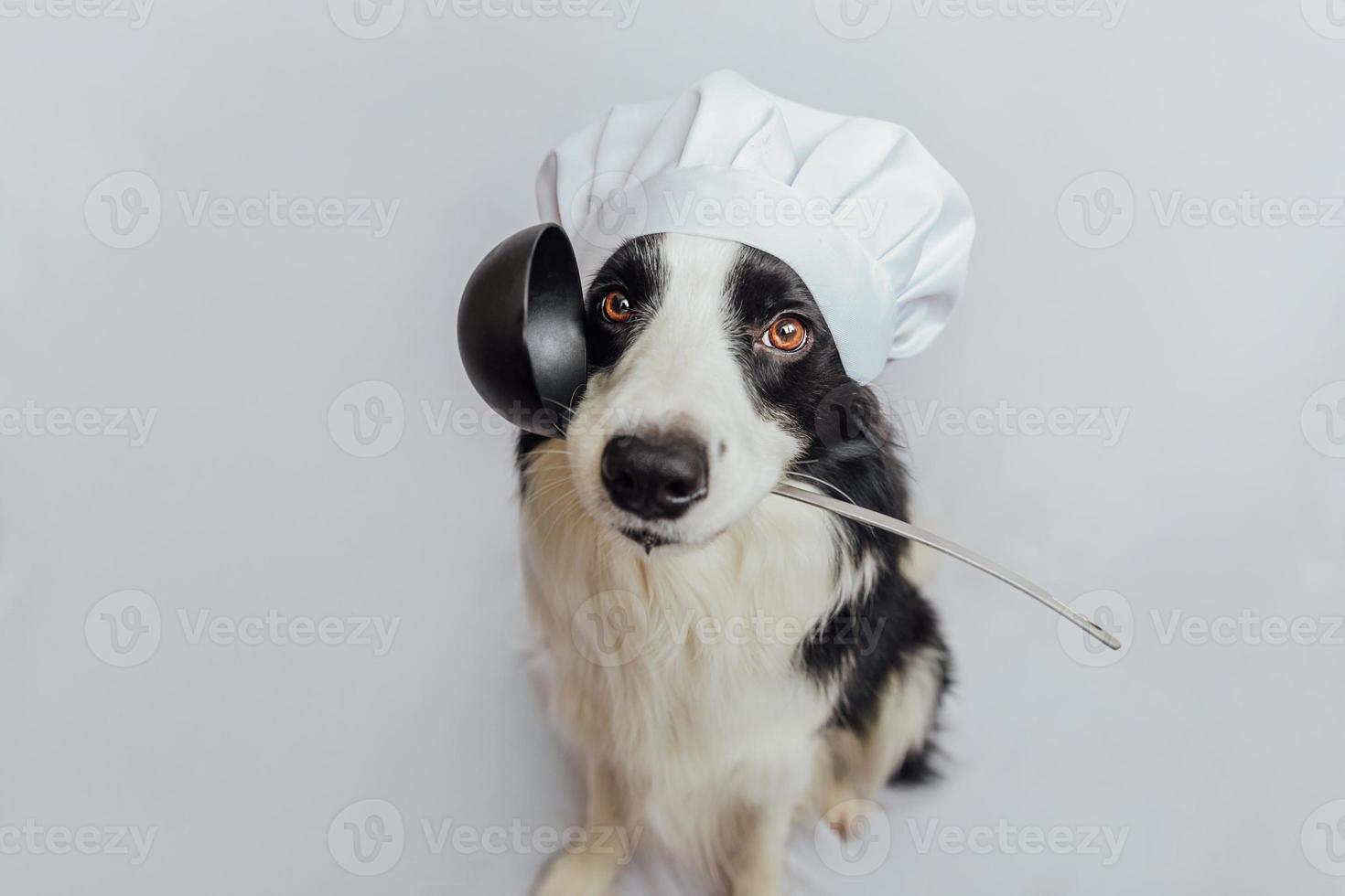 divertente cucciolo di cane border collie in chef che cucina cappello tenendo il cucchiaio da cucina mestolo in bocca isolato su sfondo bianco. chef cane che cucina la cena. concetto di menu del ristorante di cibo fatto in casa. processo di cottura. foto
