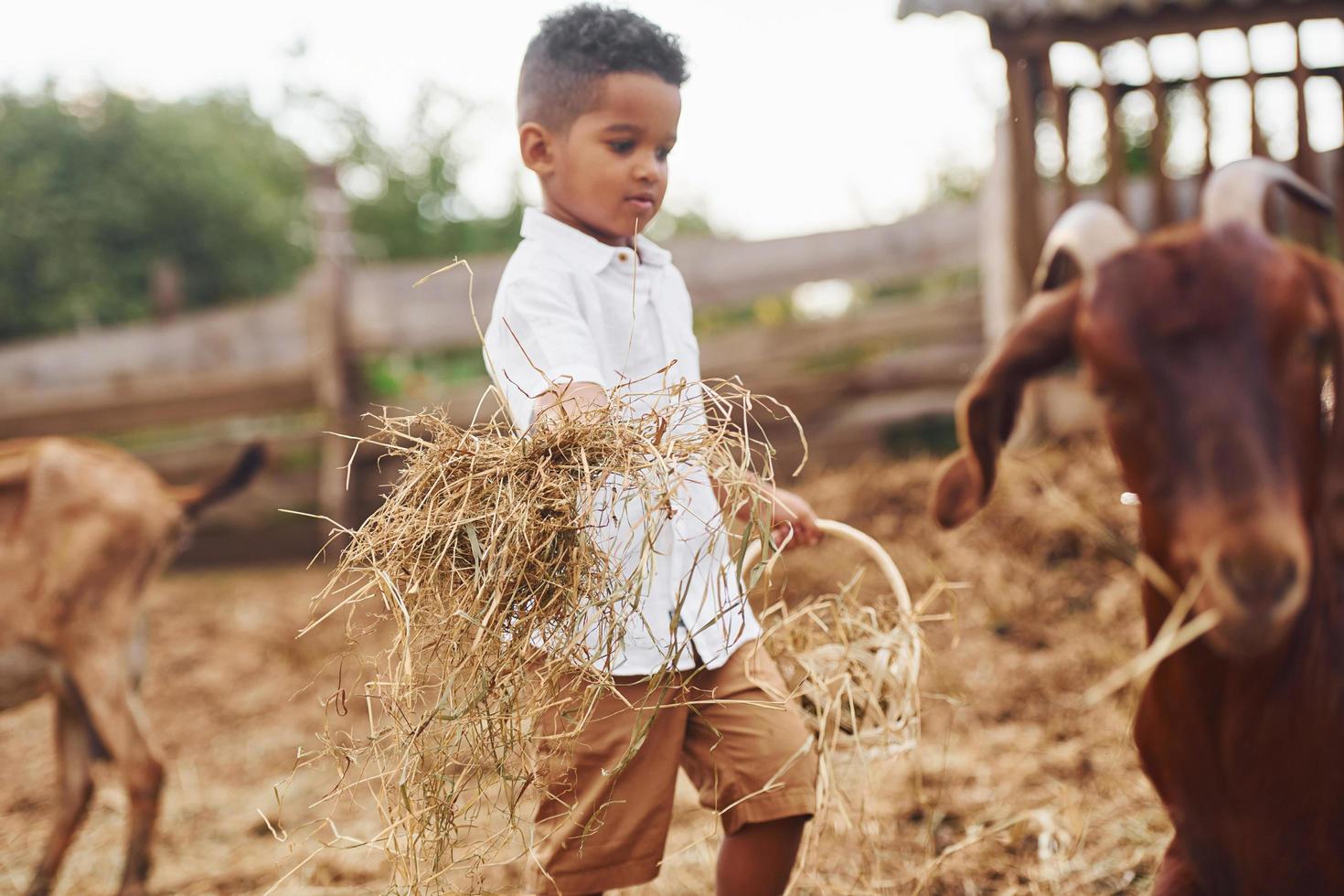 caldo tempo atmosferico. carino poco africano americano ragazzo è su il azienda agricola a estate con capre foto