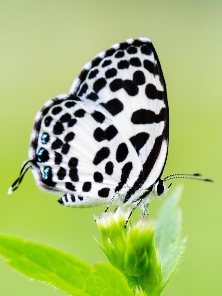 vicino su piccolo bianca farfalla Comune pierrot foto