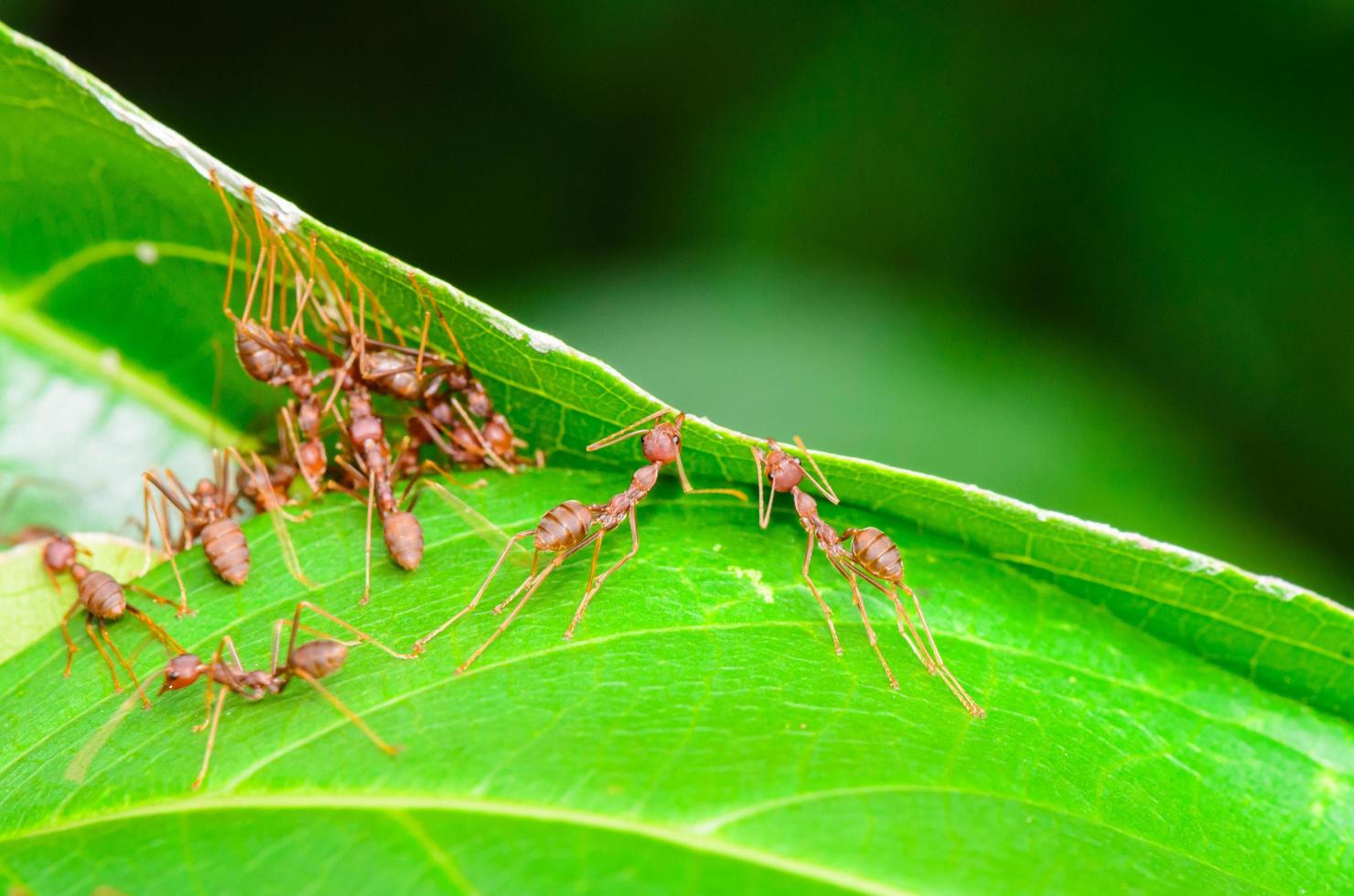 lavoro di squadra di tessitore formica foto