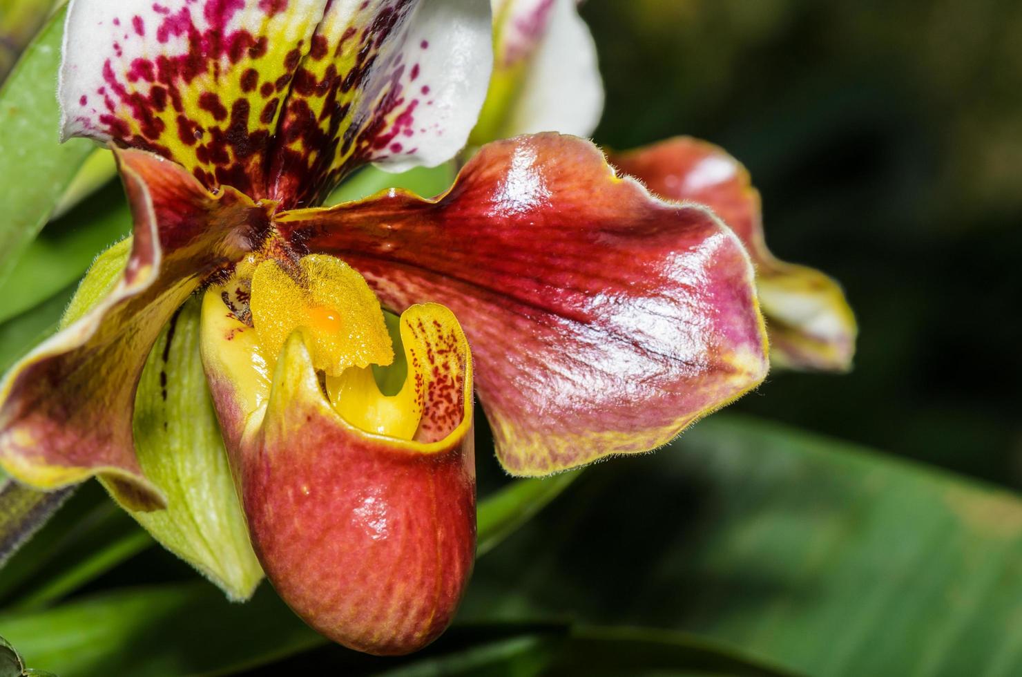 pantofola orchidea, paphiopedilum esotico fiori foto