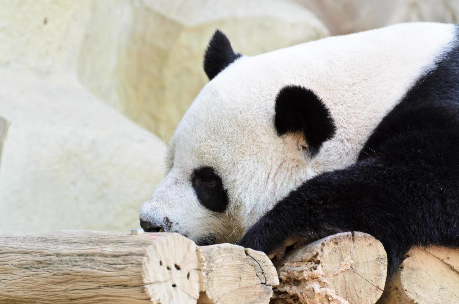 il panda è addormentato foto