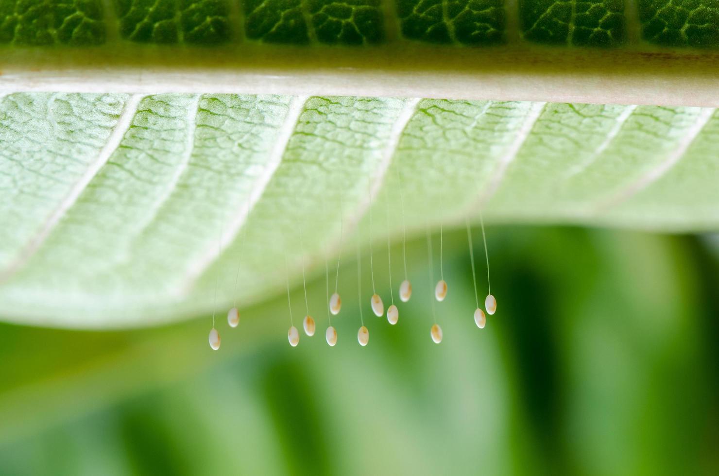 uova di verde lacewing foto