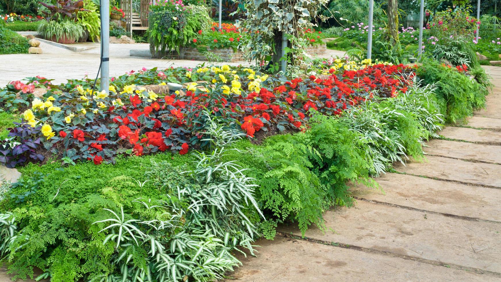 multicolore fiore giardino. foto