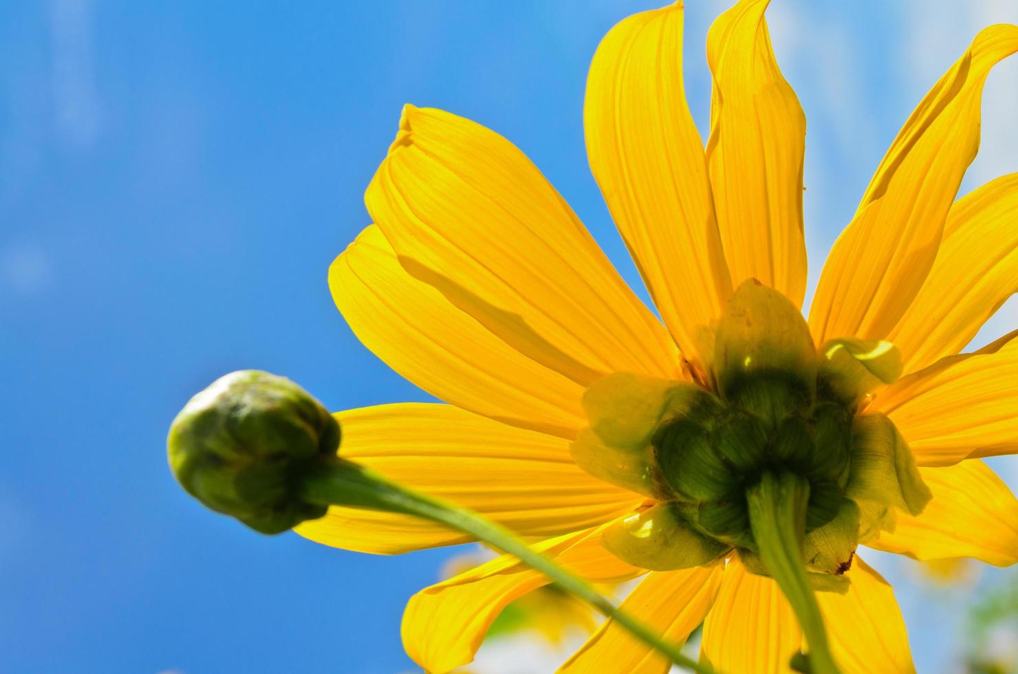 vicino su messicano girasole erba, fiori siamo luminosa giallo foto