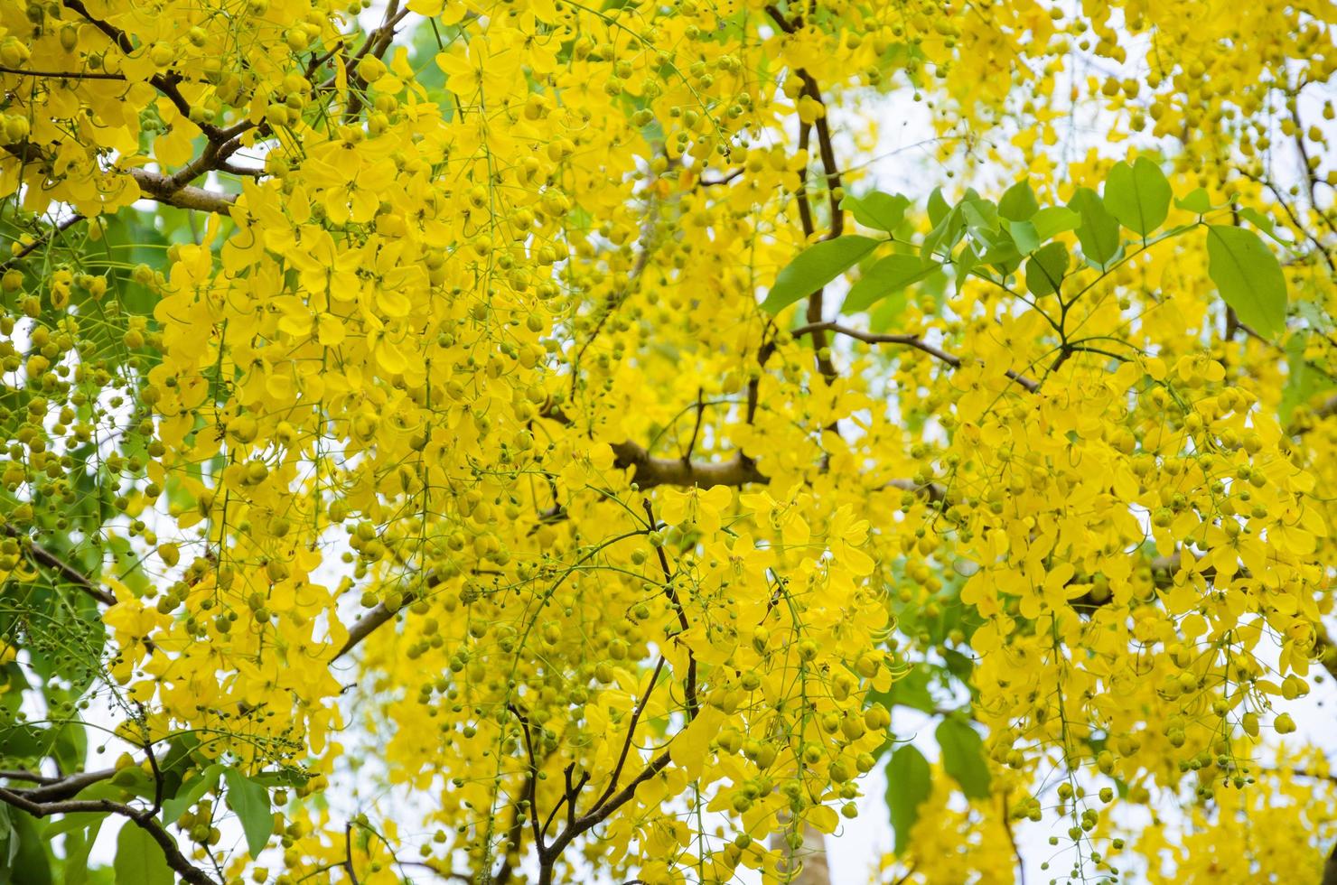 giallo fiori su albero di spurgo Cassia o ratchaphruek foto