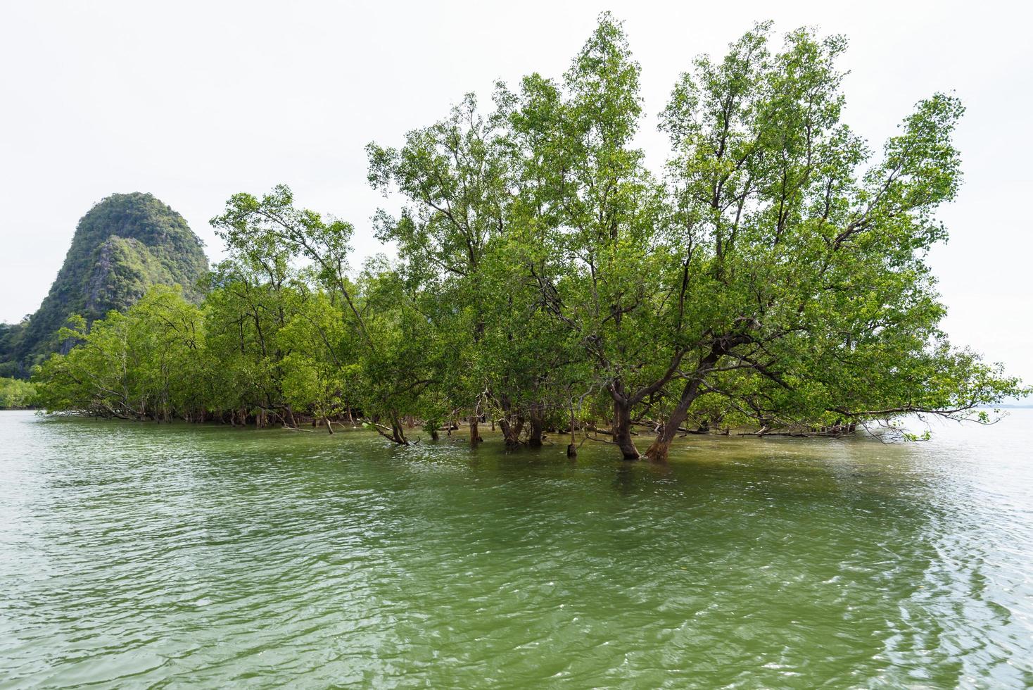 avicennia officinalis è un' specie di mangrovia foto