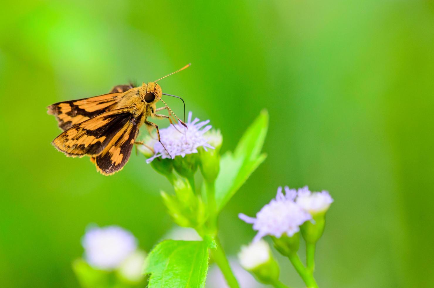 beccare skipper o educato pecchio, vicino su piccolo Marrone farfalla foto