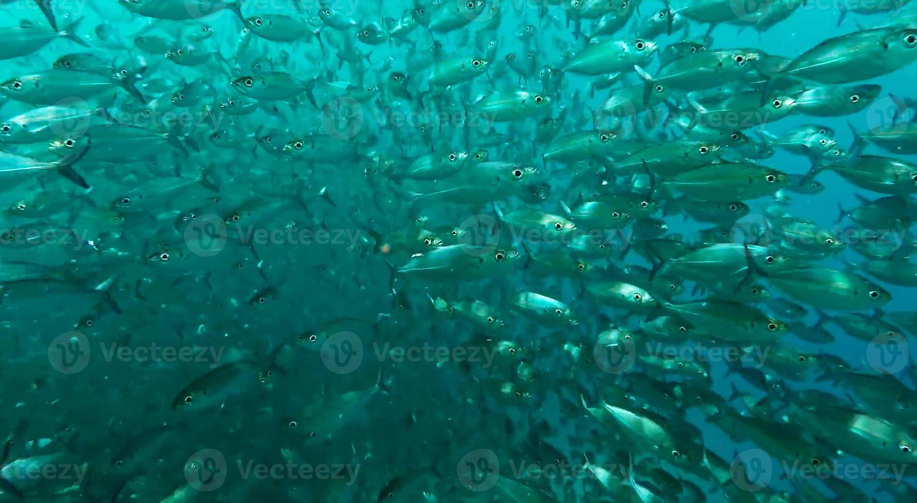 gruppo di pesce o scuola di pesce a il oceano nuoto nel gruppo su blu sfondo foto