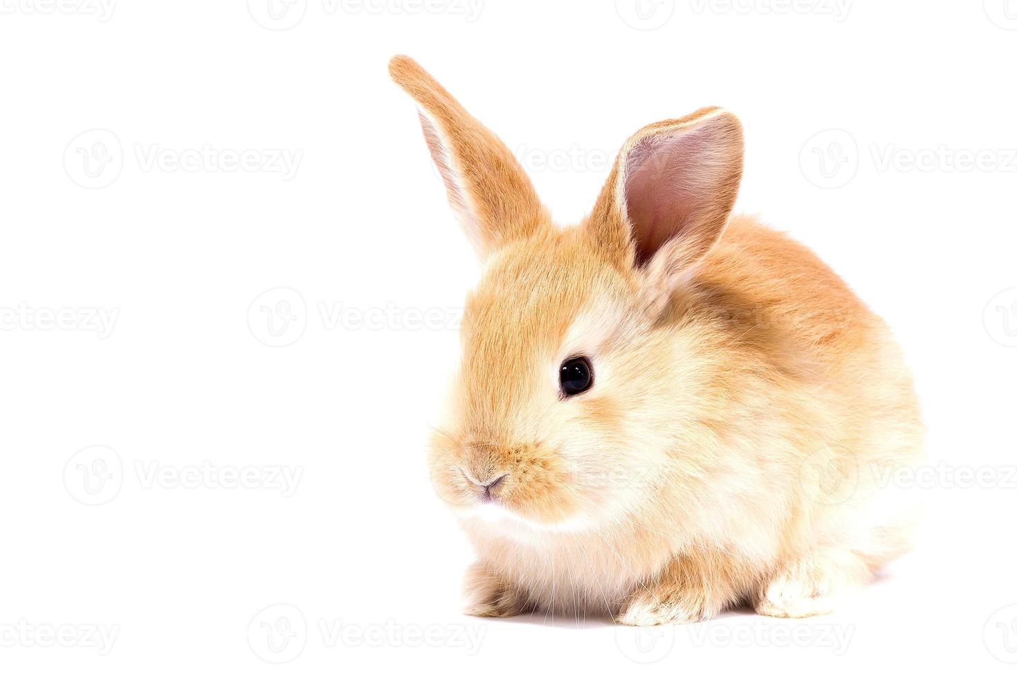 testa di un' Zenzero coniglio su un' bianca sfondo. decorativo lepre. Pasqua concetto. foto
