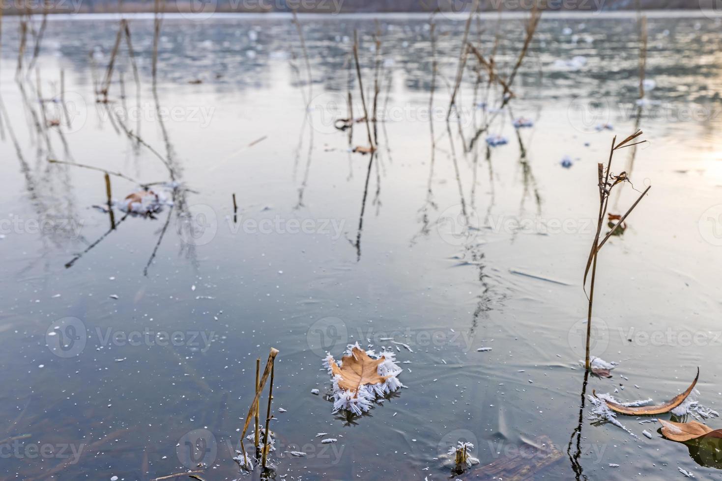 Immagine di un' foglia coperto con ghiaccio cristalli su un' congelato lago durante il giorno foto