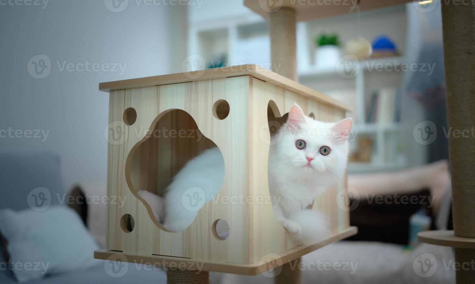 persiano gatto uno di il maggior parte popolare razze di attraente gatti. foto