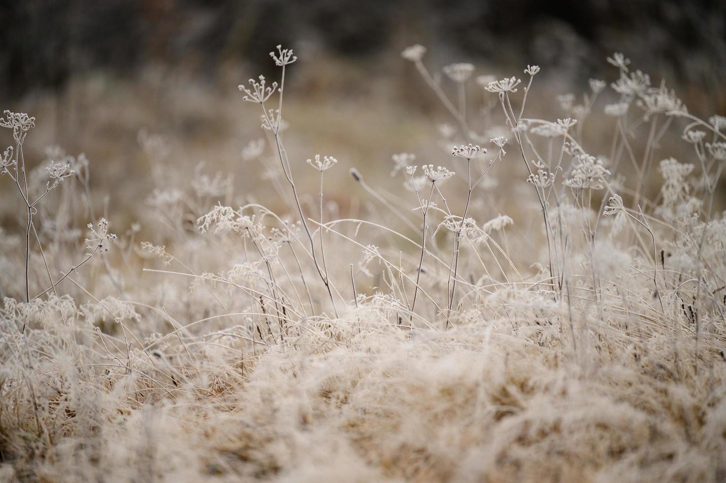 vicino su di erba con Ghiaccio, mattina primavera gelate, primavera risveglio. foto