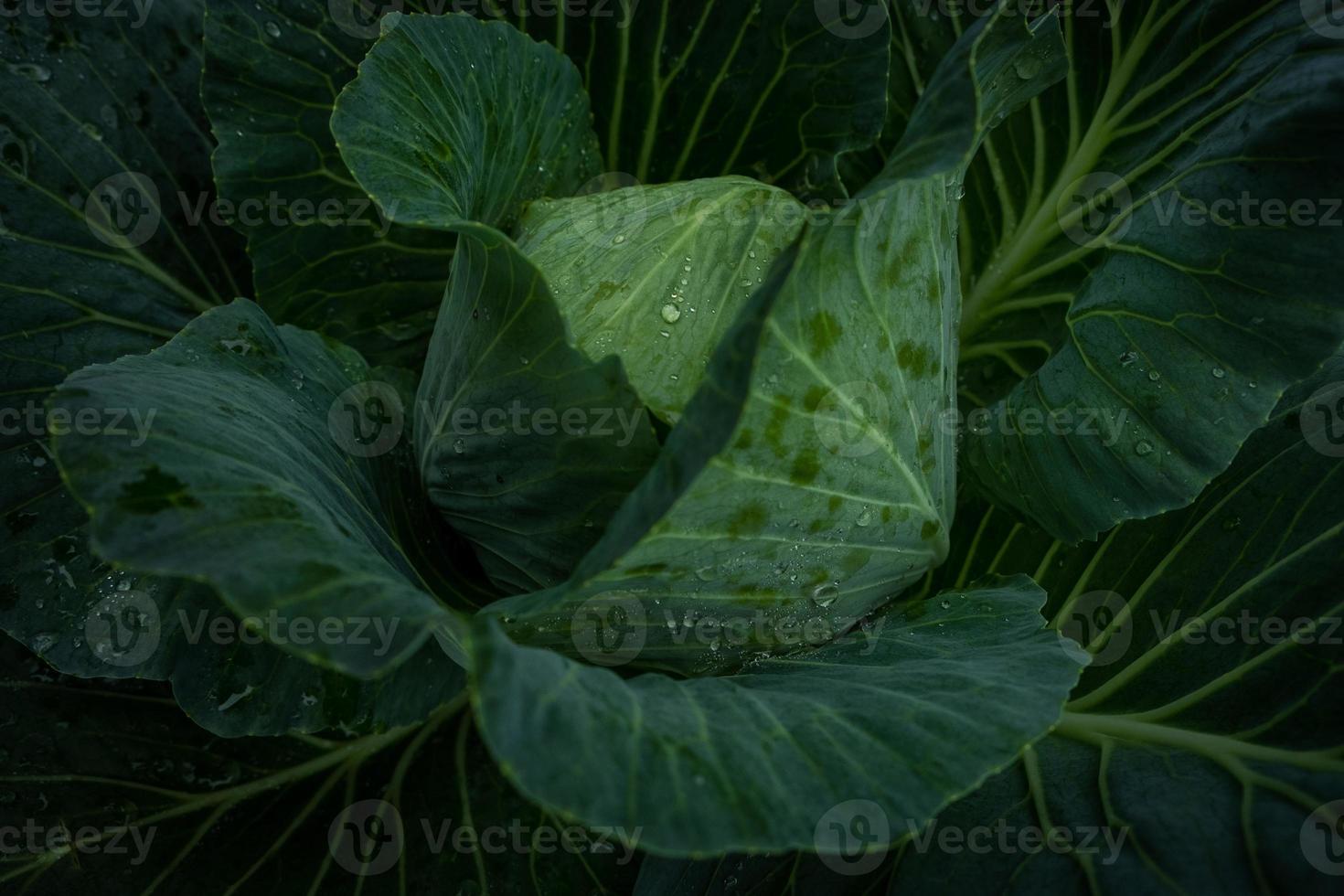 verde cavolo nel giardino foto