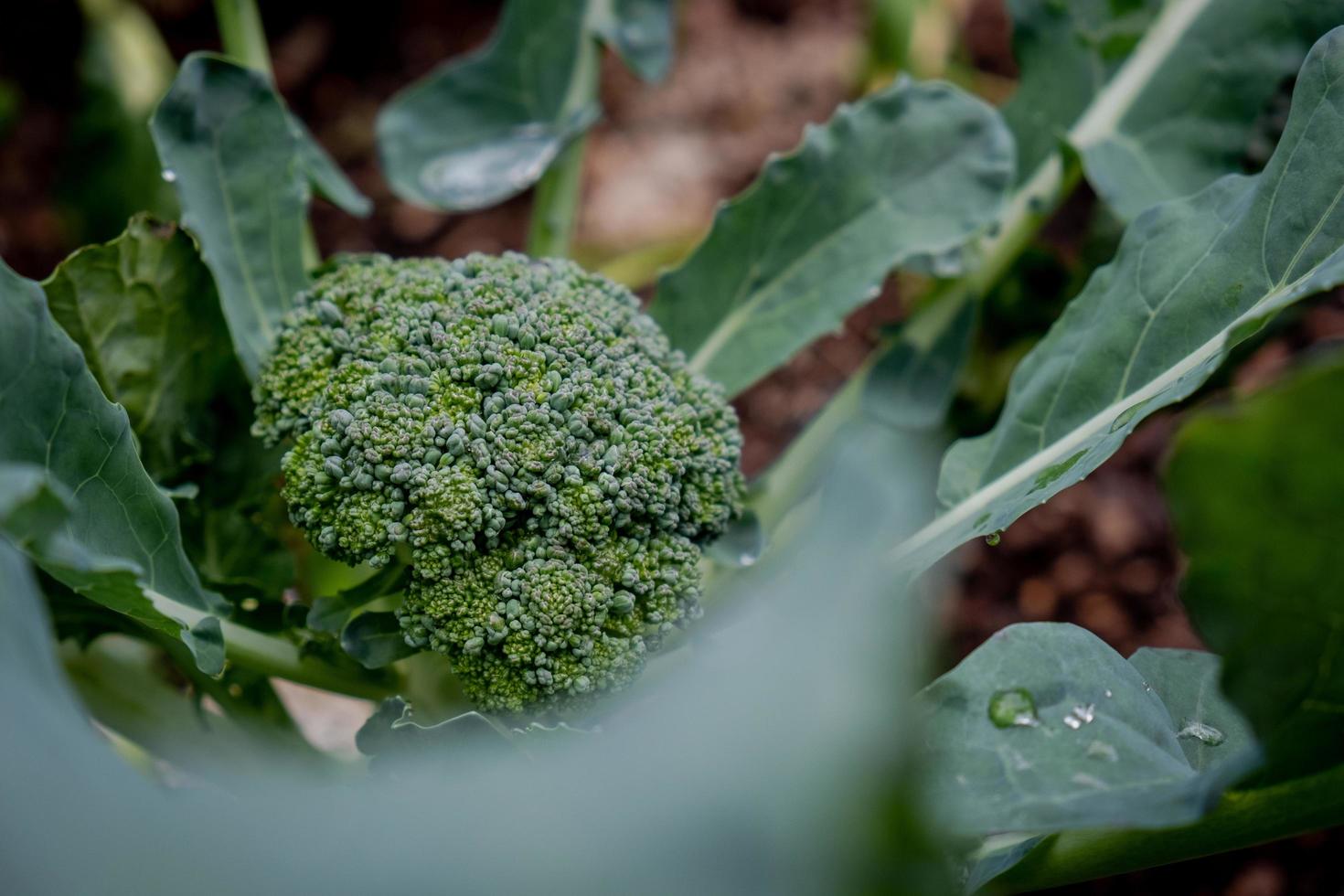 broccoli nel giardino foto