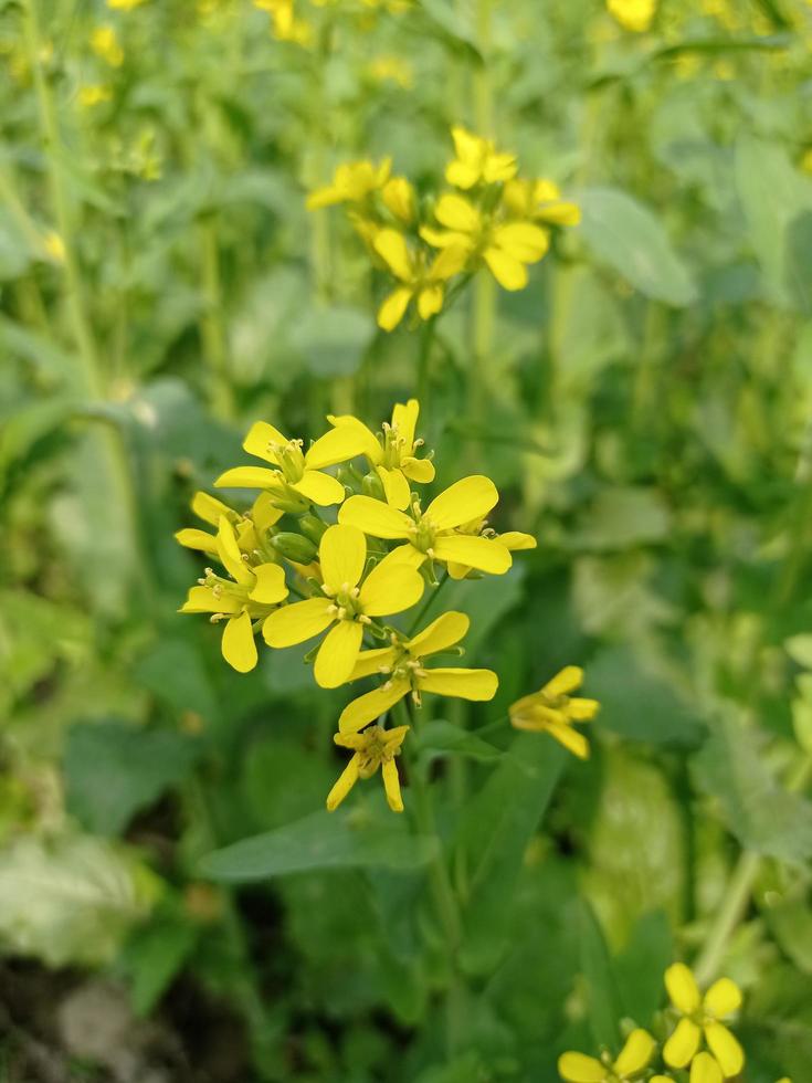 mostarda fiore e pianta foto