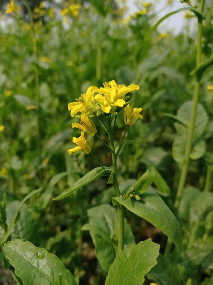 mostarda fiore e pianta foto