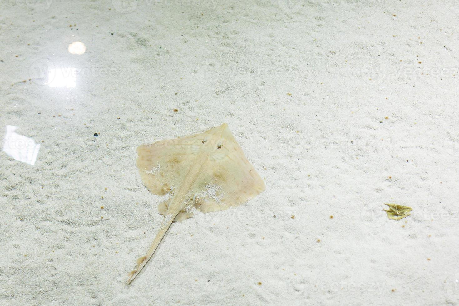 un' poco ragazza è guardare Pesci nel un' enorme acquario foto