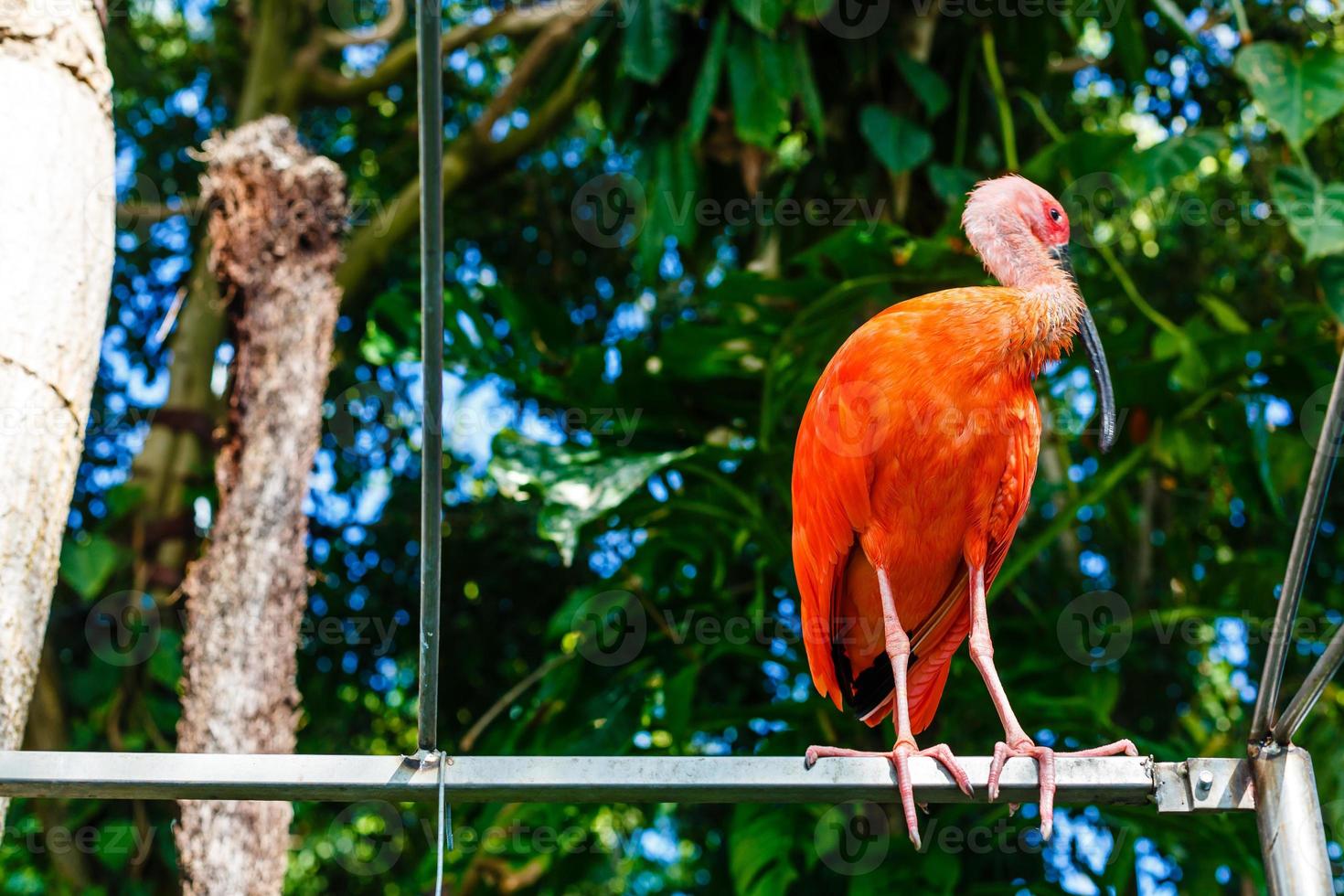 rosa fenicottero avvicinamento nel Singapore zoo foto