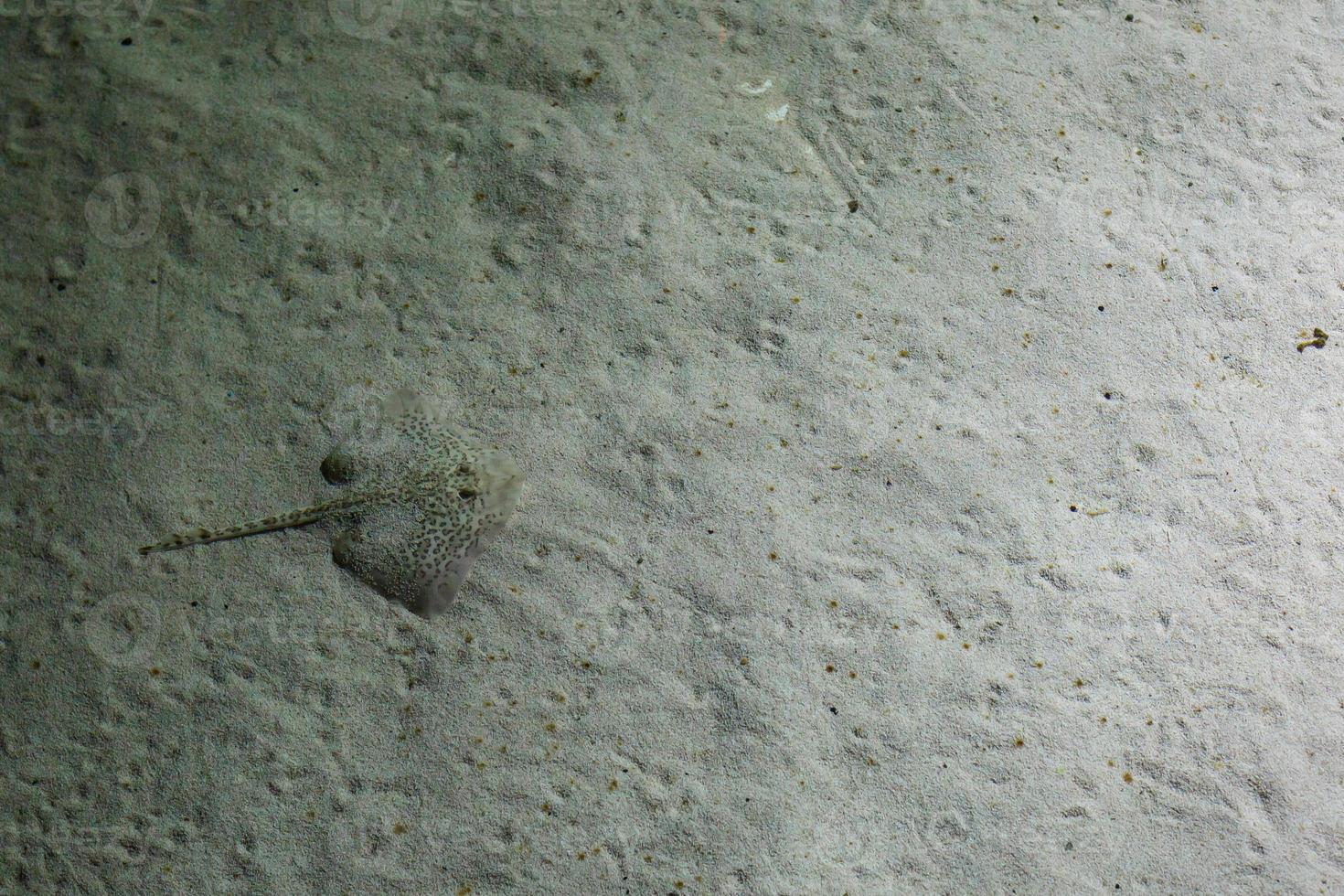 pattinare nel superficiale acqua, razze nel il acquario foto