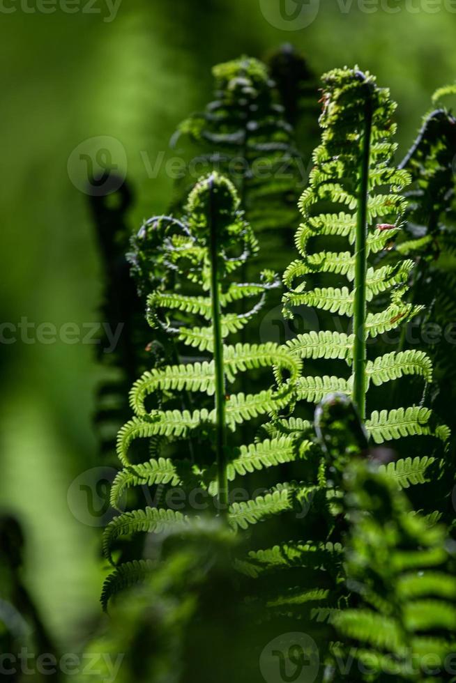 verde fiddlehead felce foto