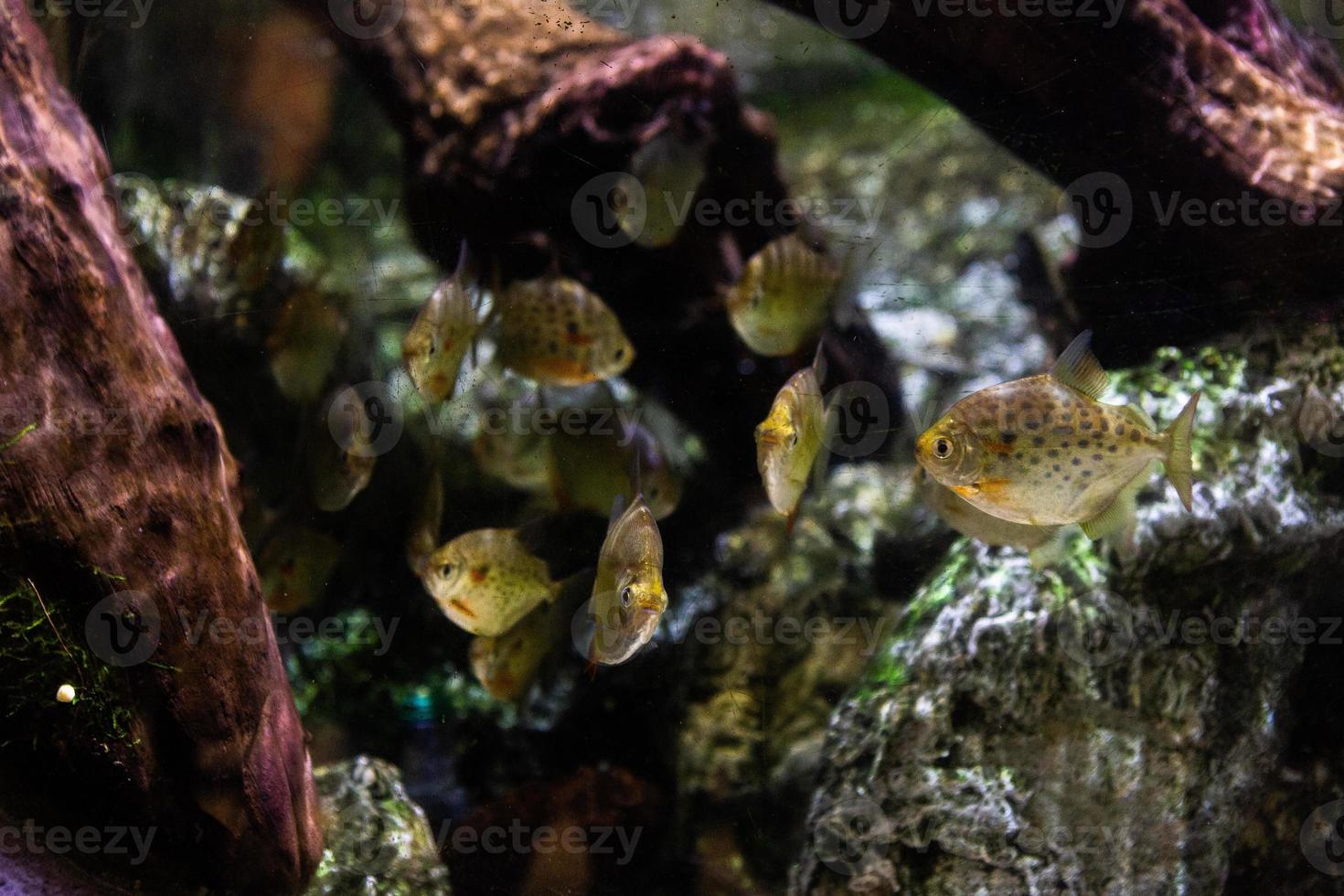 diverso tropicale pesce sotto acqua foto