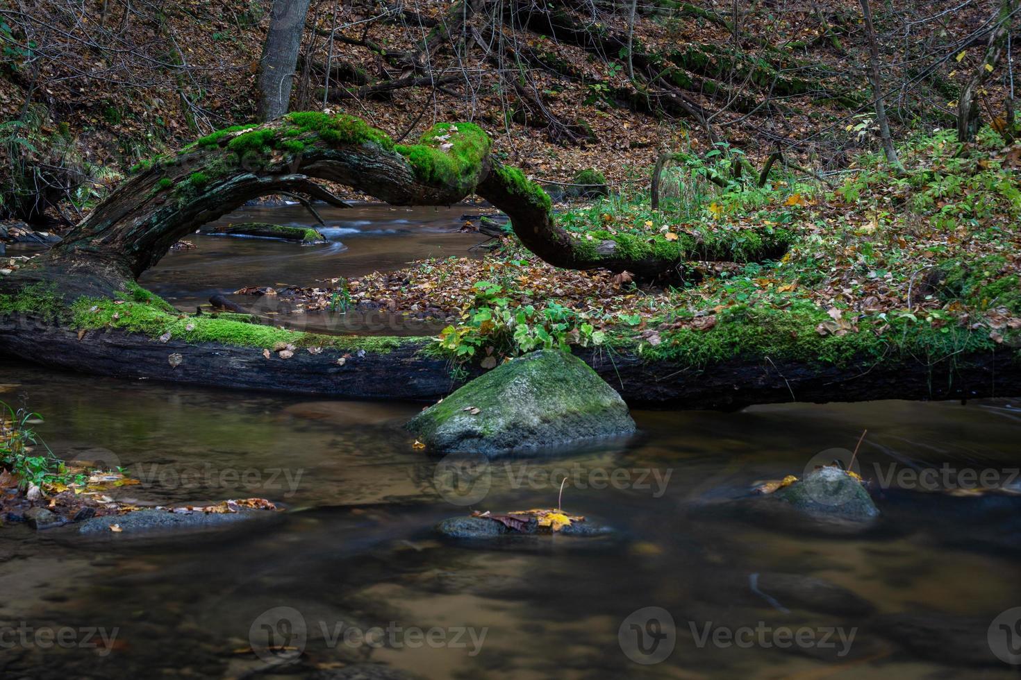 piccolo foresta fiume foto