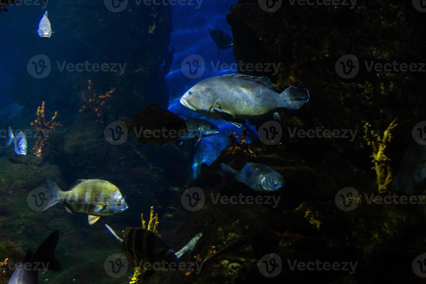 diverso tropicale pesce sotto acqua foto