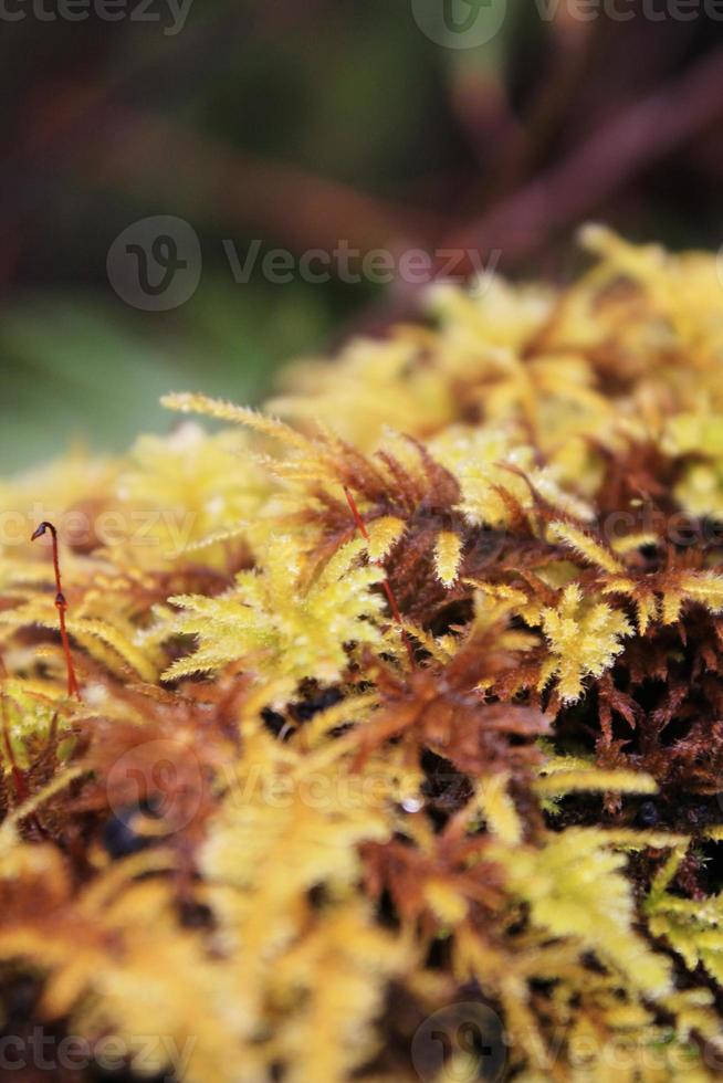 avvicinamento di erbacce nel un' freddo pioggia foresta foto