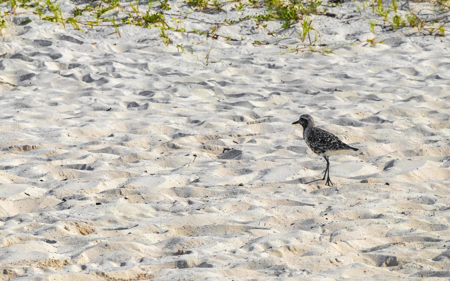 beccaccino beccaccino piovanelli uccello uccelli mangiare sargazo su spiaggia Messico. foto