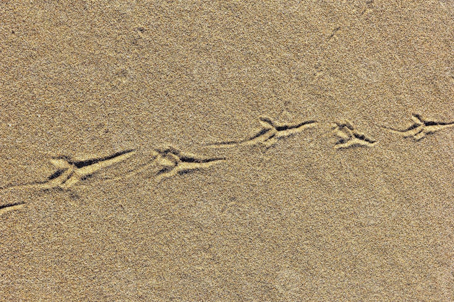 sabbia struttura con uccello tracce. estate astratto sfondo. foto