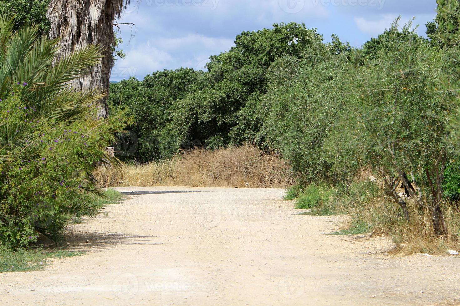 foresta nazione strada nel settentrionale Israele. foto