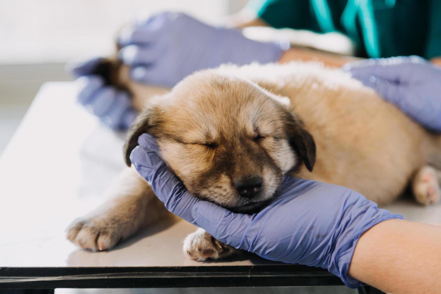 controllo il respiro. maschio veterinario nel opera uniforme ascoltando per il respiro di un' piccolo cane con un' fonendoscopio nel veterinario clinica. animale domestico cura concetto foto