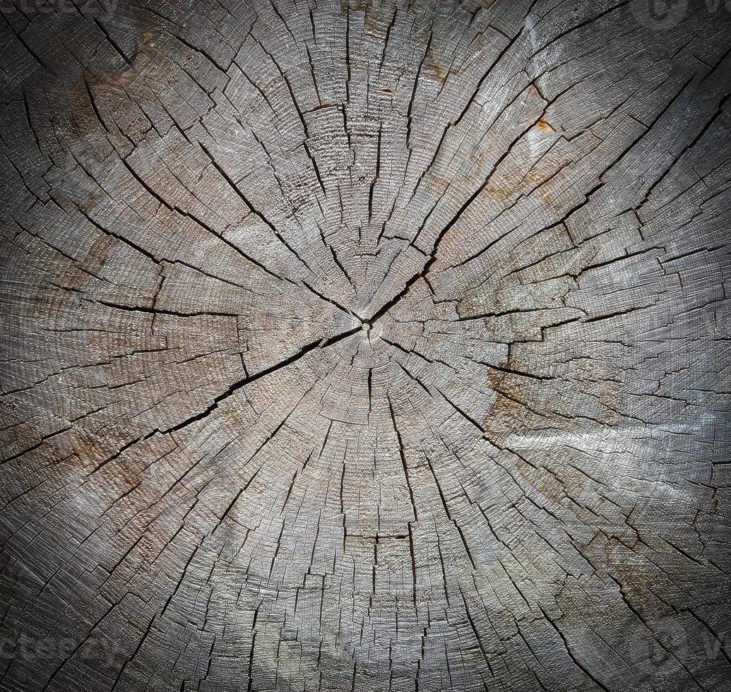 legna struttura di tagliare albero tronco, avvicinamento foto