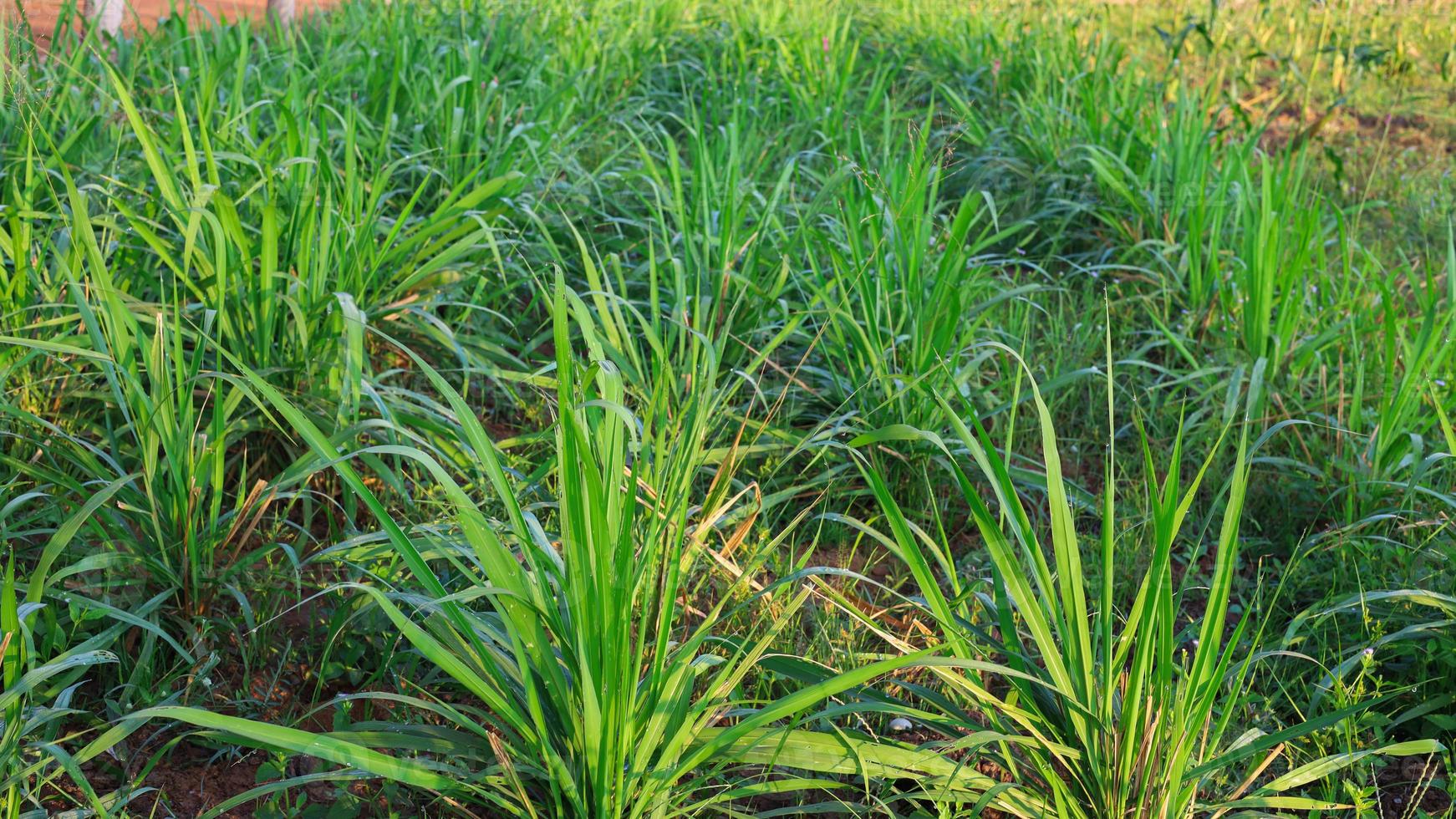 Mombasa Guinea paspalum massimo CV. Mombasa erba per animali, bufalo erba nel Tailandia foto