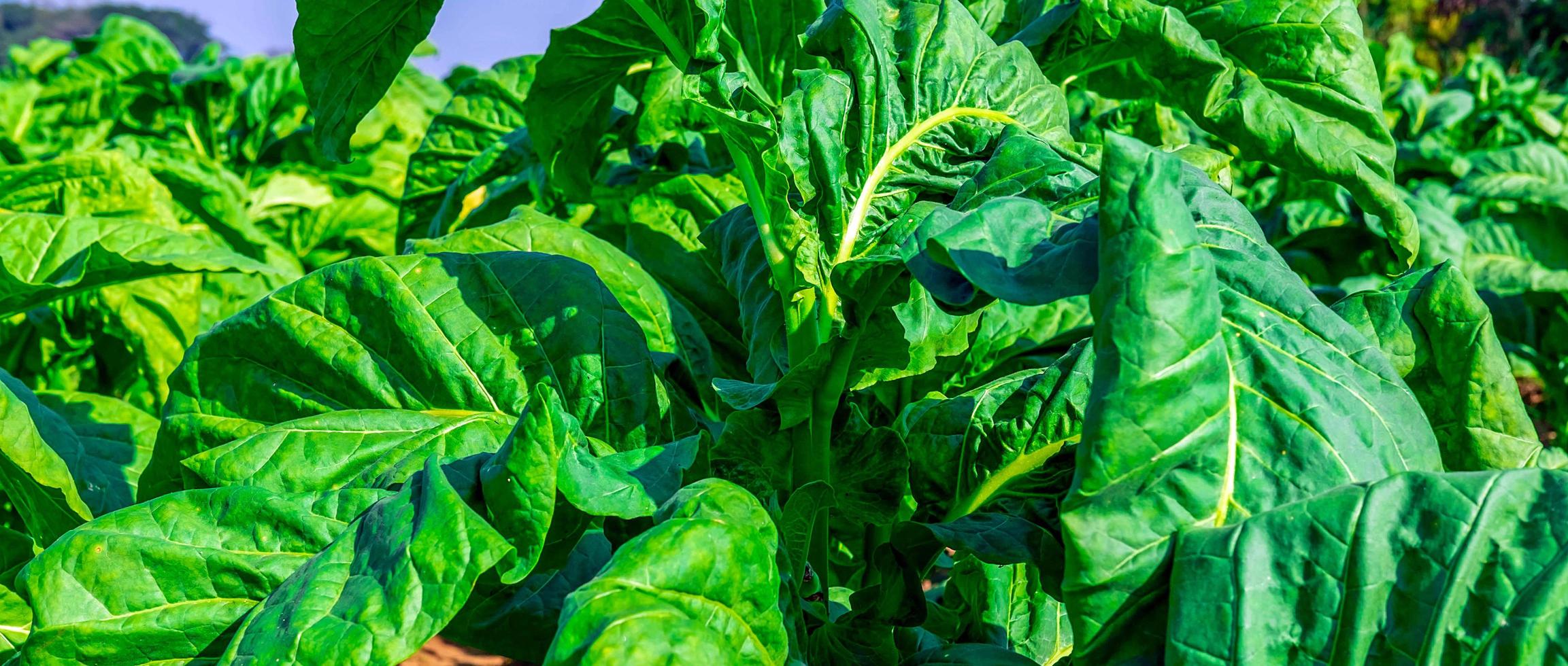 vicino su di tabacco grande foglia colture in crescita nel tabacco piantagione campo. tropicale tabacco verde foglia sfondo foto