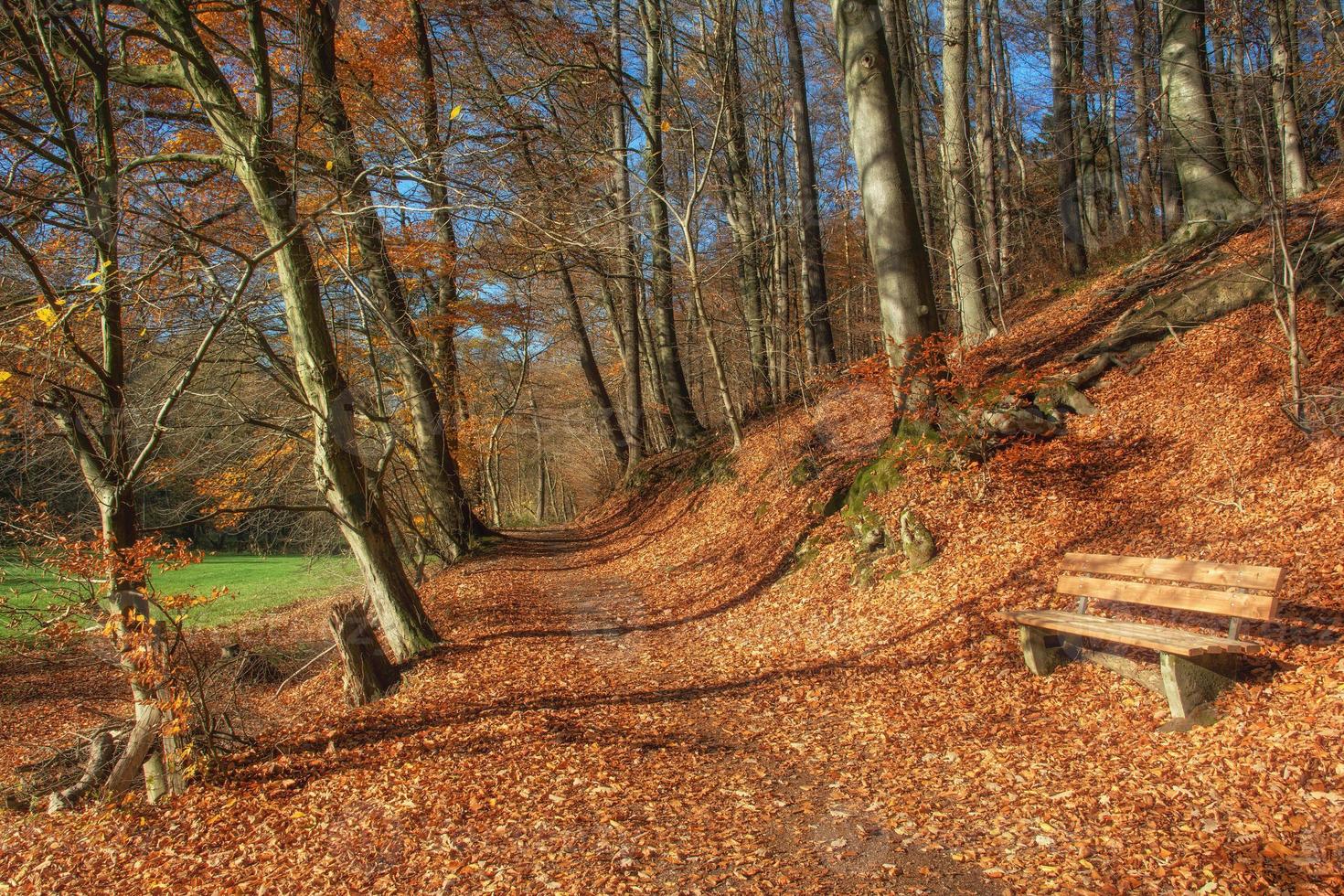 neanderthal,bergisches terra, nord Reno Westfalia, Germania foto