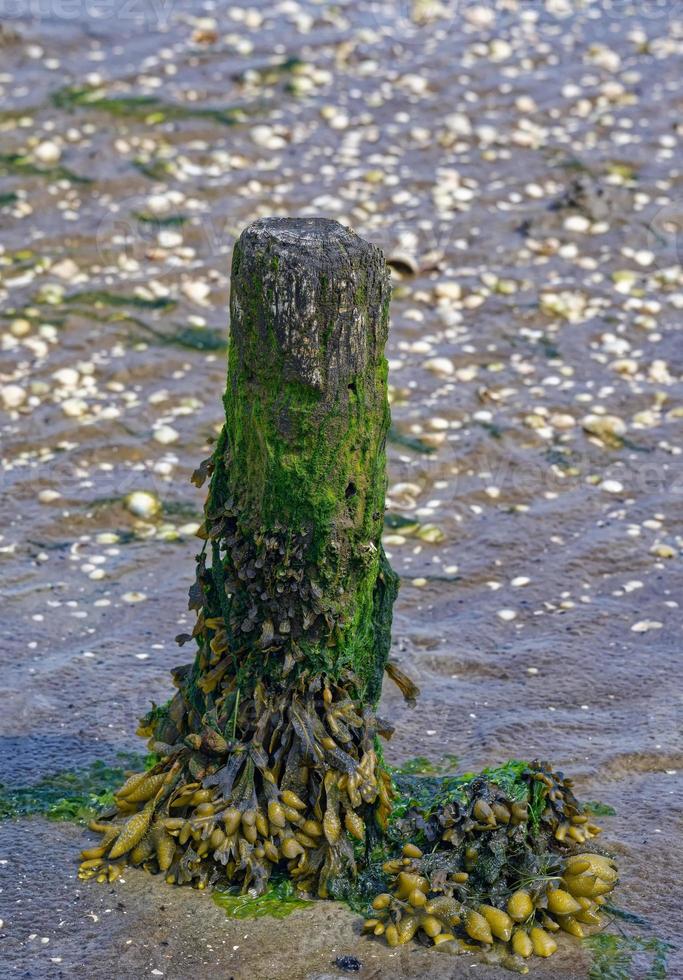 wurstel o alga marina --fucus vesiculosus-- a nord mare nel nord frisia, Germania foto