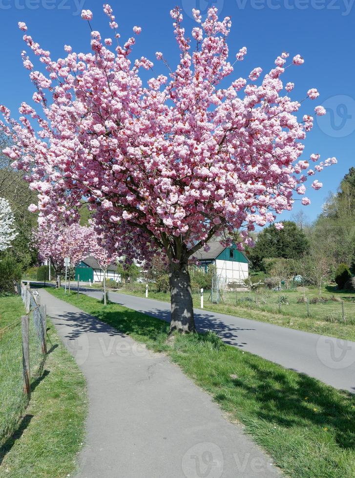 primavera nel solingen-unterrueden,bergisches terra, germania foto