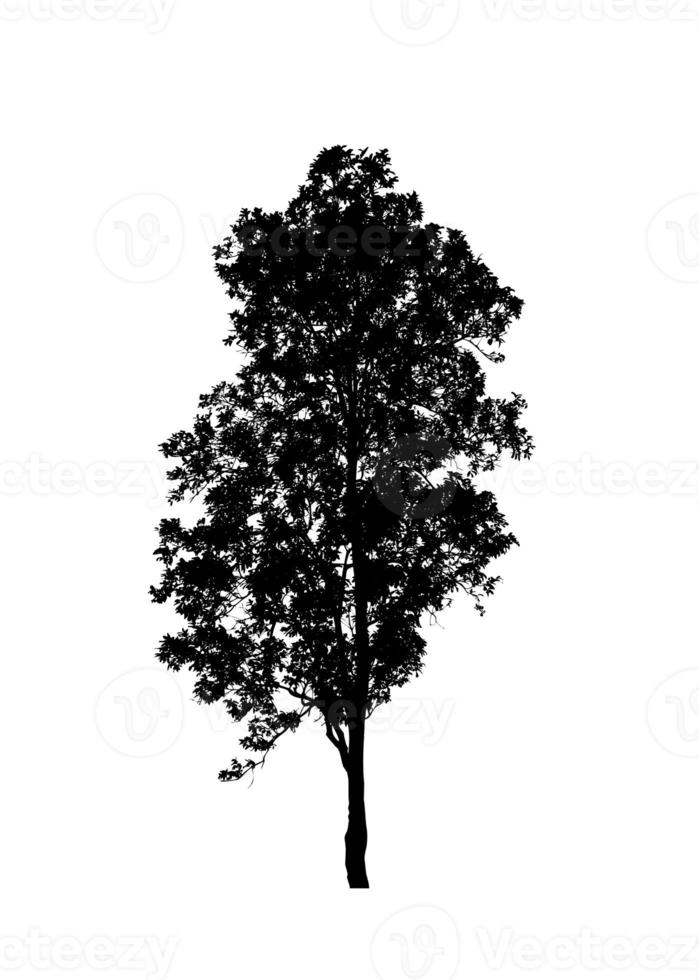 albero silhouette per spazzola su bianca sfondo foto