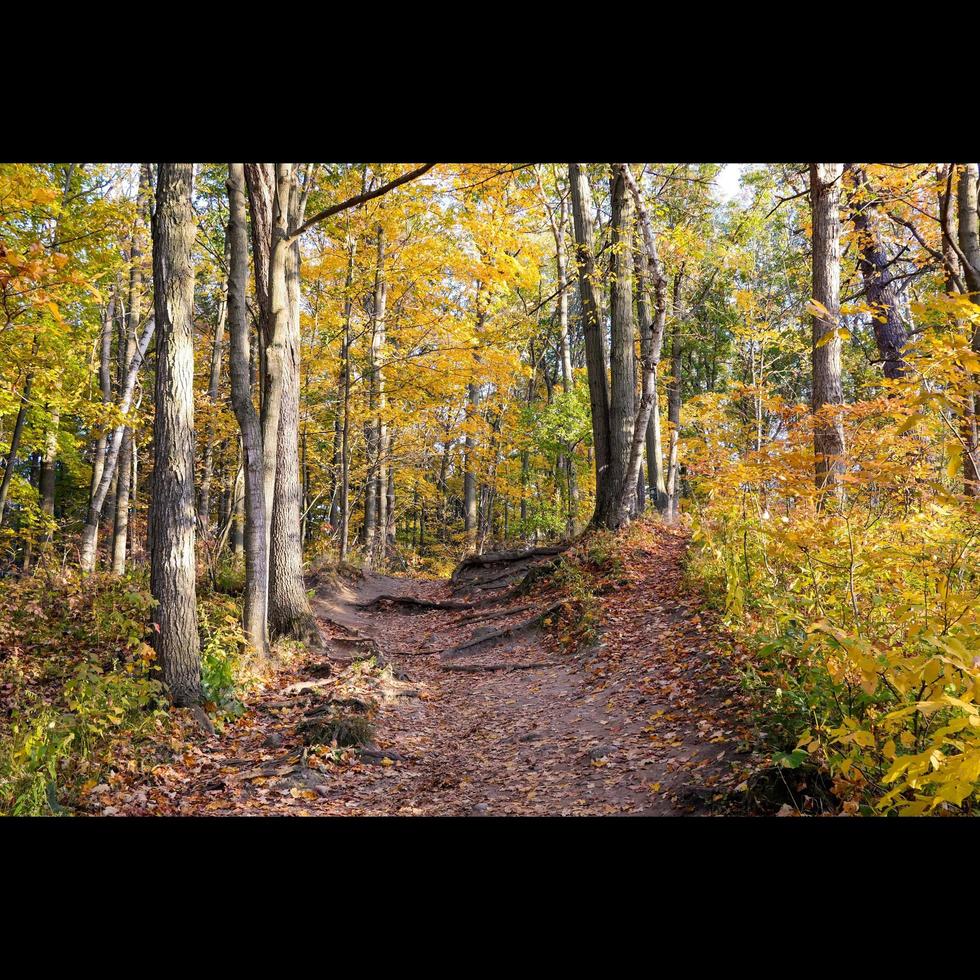 pista nel autunno foto