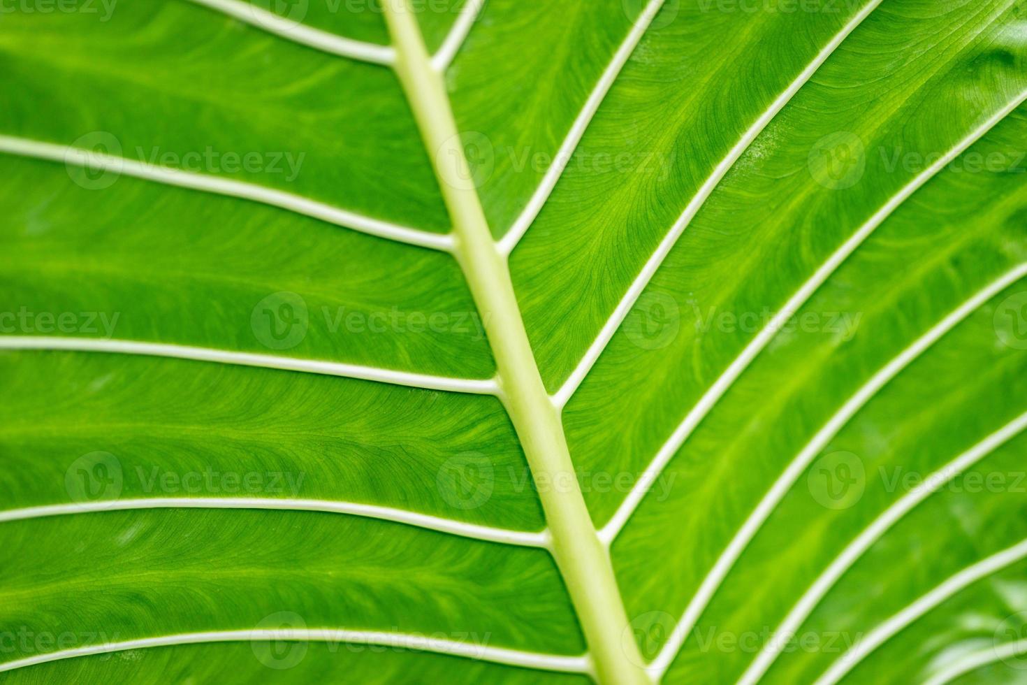 verde le foglie sfondo. foglia macro, bellissimo natura struttura. sorprendente ecologia e natura ambiente concetto foto