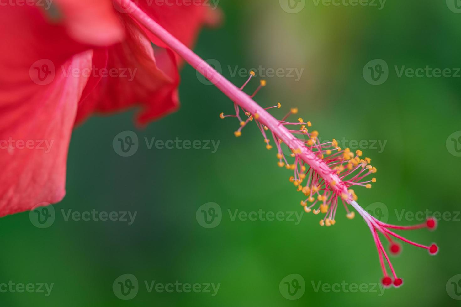 rosso ibisco fiore su un' verde sfondo. nel il tropicale giardino. luminosa macro Immagine di tropicale fioritura pianta foto